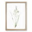 Paradise Lily by Pierre-Joseph Redoute - Picture Frame Painting Print-55577929-55577925