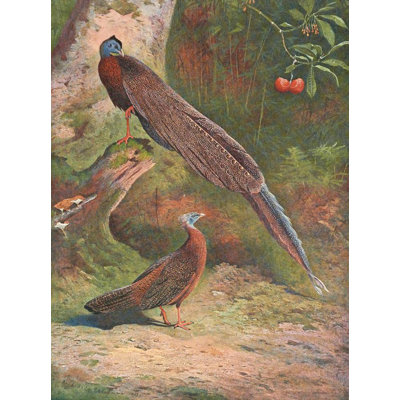 "Malay Argus Pheasant" by  Archibald Thorburn - Gallery Wrap Canvas Wall Art