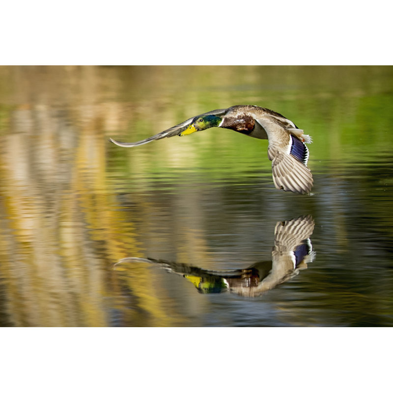 Mallard Flight III - Wrapped Canvas Print, 30cm H x 46cm W