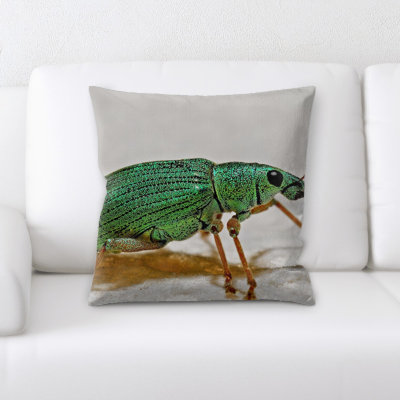 Coussin weevil