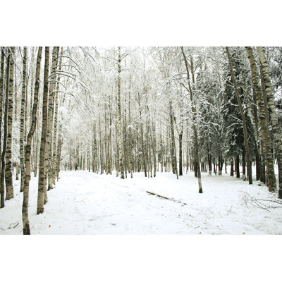 A Snowy Winter Forest - No Frame Print on Canvas