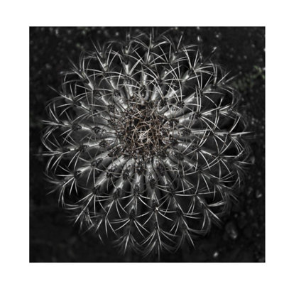 «Vintage Succulent II» par Barclay Butera - impression