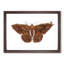 Sable Moth by George Shaw - Framed Print-55613249-55613248