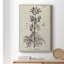 Impression sur toile antique antique botanique III-1113046535