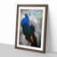 Gorgeous Peacock Bird - Picture Frame Painting Print-55608725-55608724