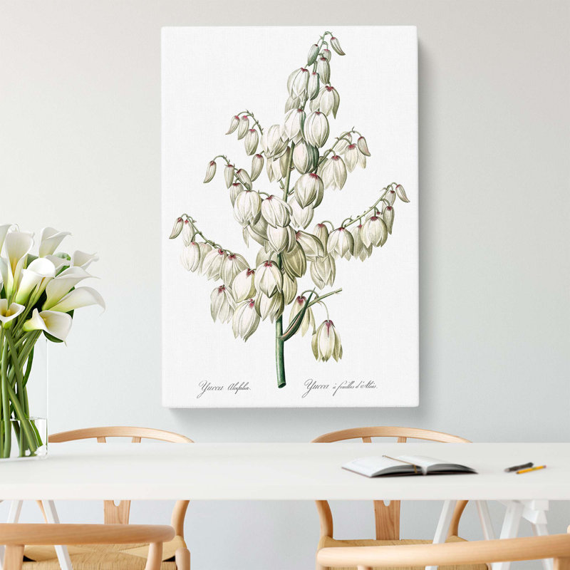 Yucca Flowers by Pierre-Joseph Redoute - Wrapped Canvas, 50cm H x 35cm W x 3cm D