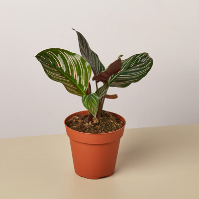 House Plant Shop Live Foliage Plant Low Maintenance Plant Rattan