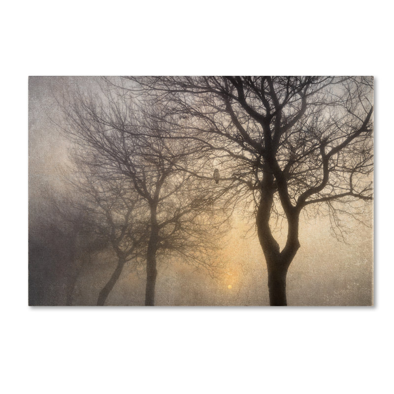 «Mystic Trees with Owl», reproduction de photo sur toile tendue, H 22 po x l 32 po