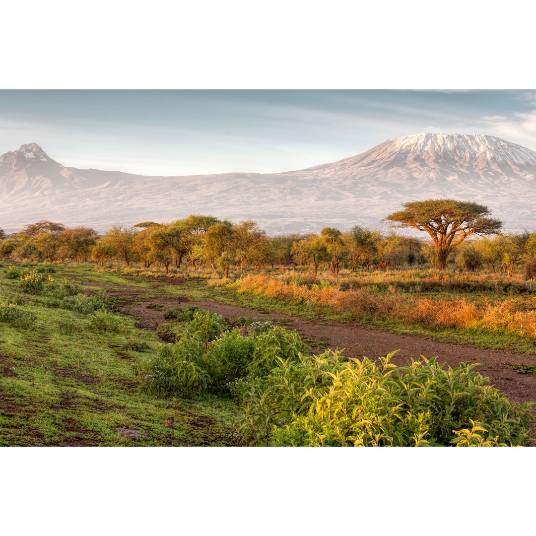 Mt Kilimanjaro und Mawenzi Peak und Akazie - Morgen von 1001slide - Drucken