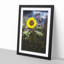 Sunflower - Picture Frame Painting Print-55613594-55613597