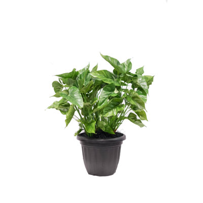Plante de feuillage en pot anthurium