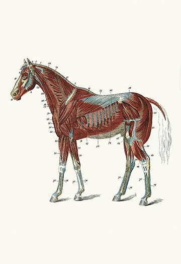 "muscles externes et tendons du cheval" par samuel sidney, reproduction d’art