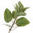 Artificial Green Potted Cotinus Coggygria Tree-1532095296