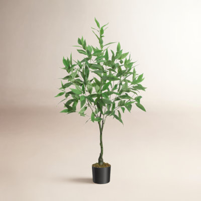 Eucalyptus Tree