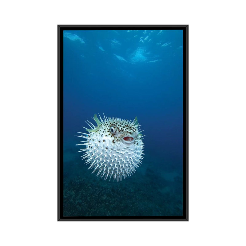 A Spotted Porcupinefish (Diodon Hystrix), Maui, Hawaii by VWPics - Gallery-Wrapped Canvas Giclée on Canvas, No Mat