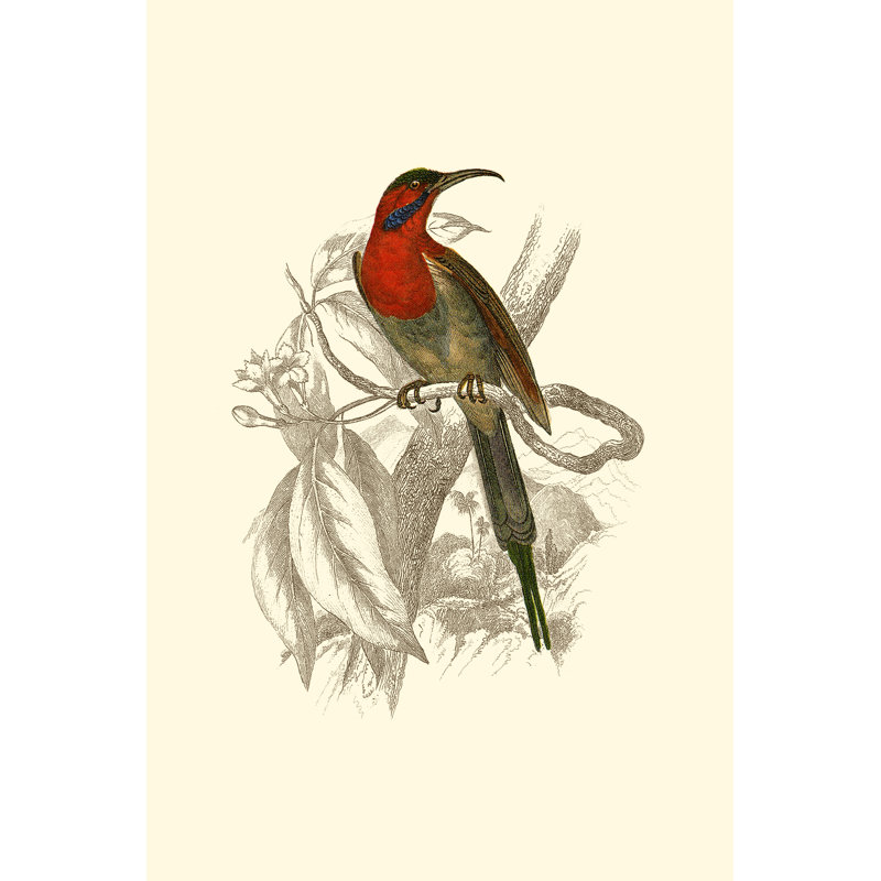 Jardine Hummingbird VI by Sir William Jardine - Wrapped Canvas Painting, 46cm H x 30cm W x 3.8cm D
