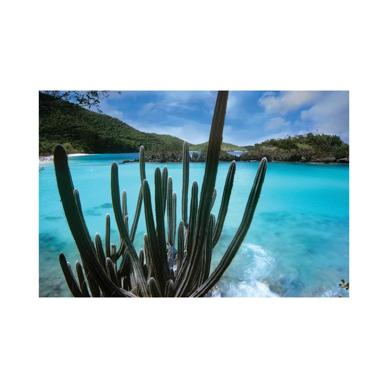 Cactus Growing Along Trunk Bay, Virgin Islands National Park, Virgin Islands 1 Piece Wrapped Canvas Wall Art