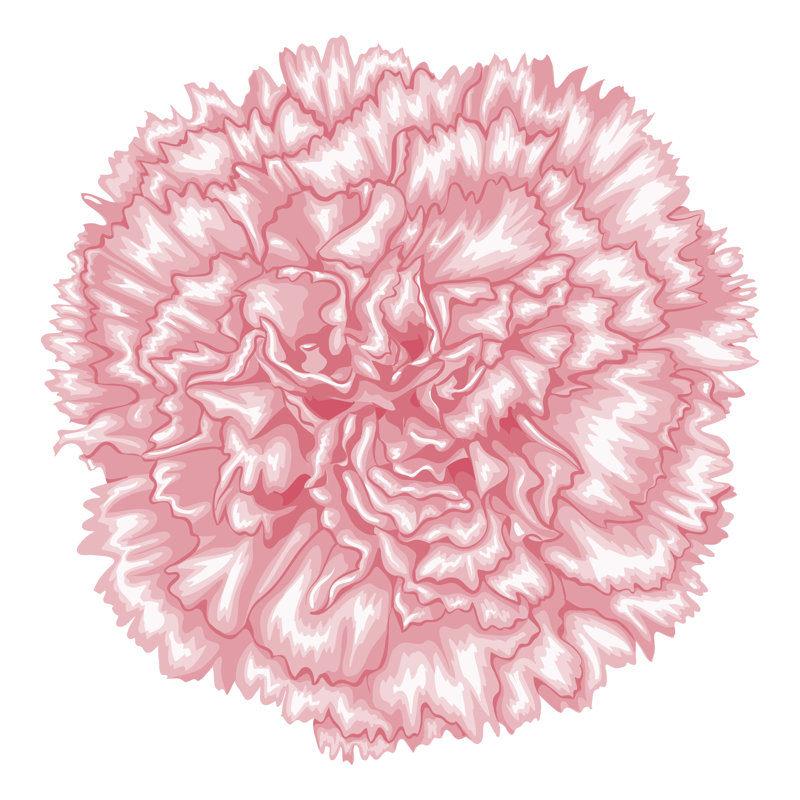 Magnifique œillet rose, impression sur toile tendue, H 36 po x l 36 po