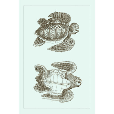 Tortue caouanne I