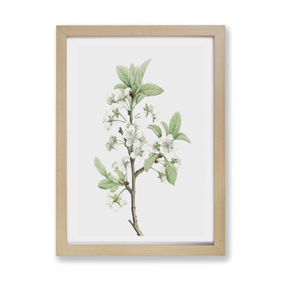 Plum Tree Flowers by Pierre-Joseph Redoute - Framed Print
