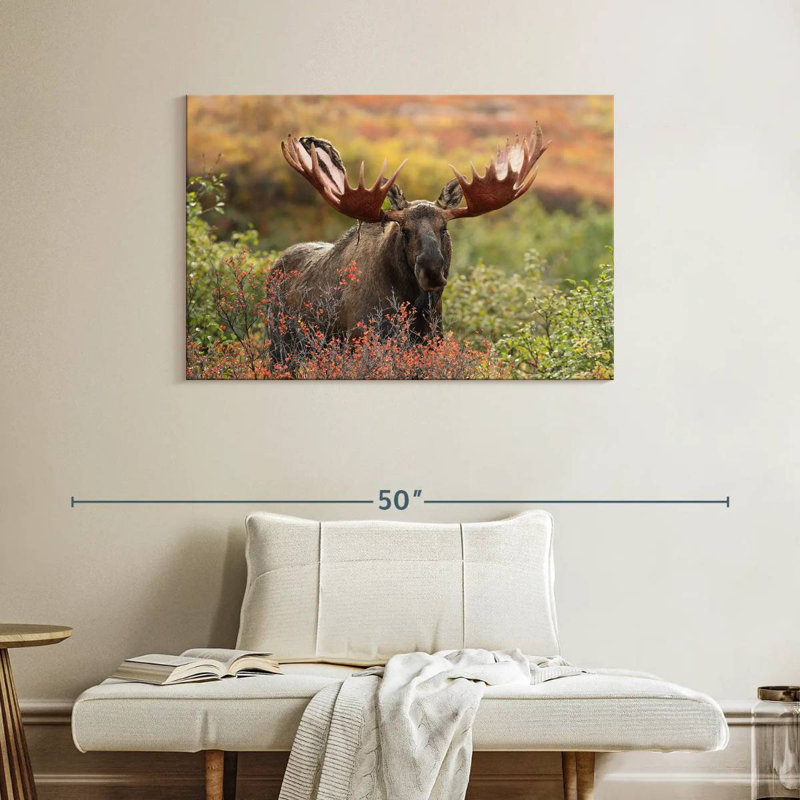 Brampt Denali Bull Moose, 26" H x 39" W