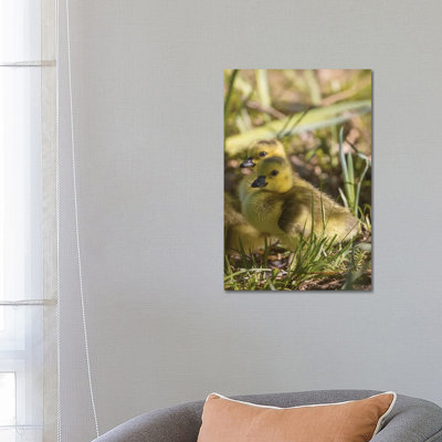 So Cute Gosling by Louis Ruth - Wrapped Canvas Print