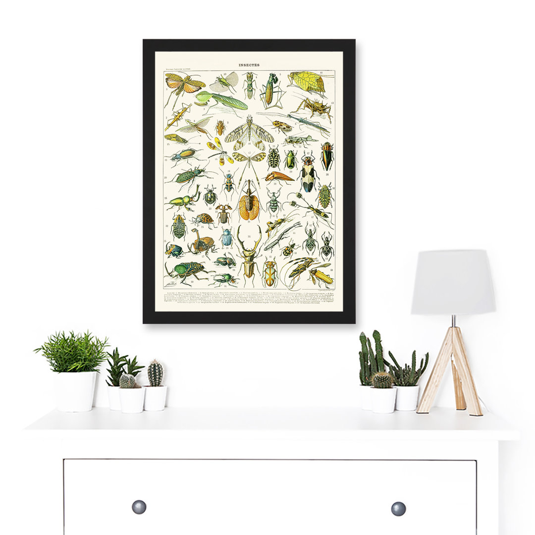 Millot Encyclopedia Vintage Flying Insects Beetles Nature - Single Picture Frame Print