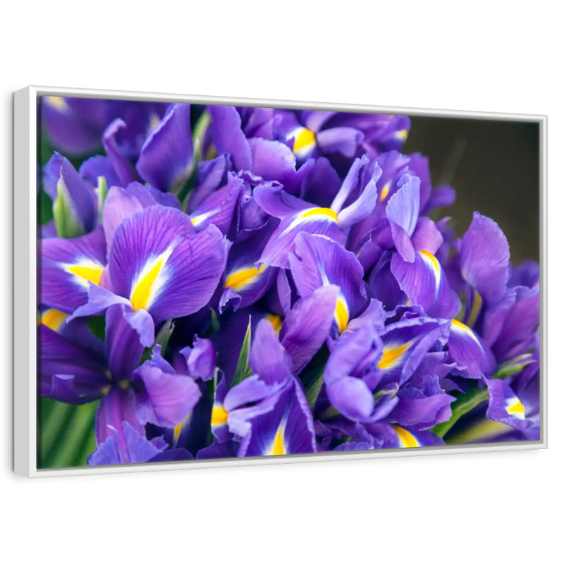 Violet iris, Cadre flottant blanc, 37 po x 25 po