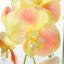 Artificial Arrangement in Pot-216327505