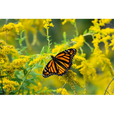 Monarch Butterfly by ErikAgar - Wrapped Canvas Print