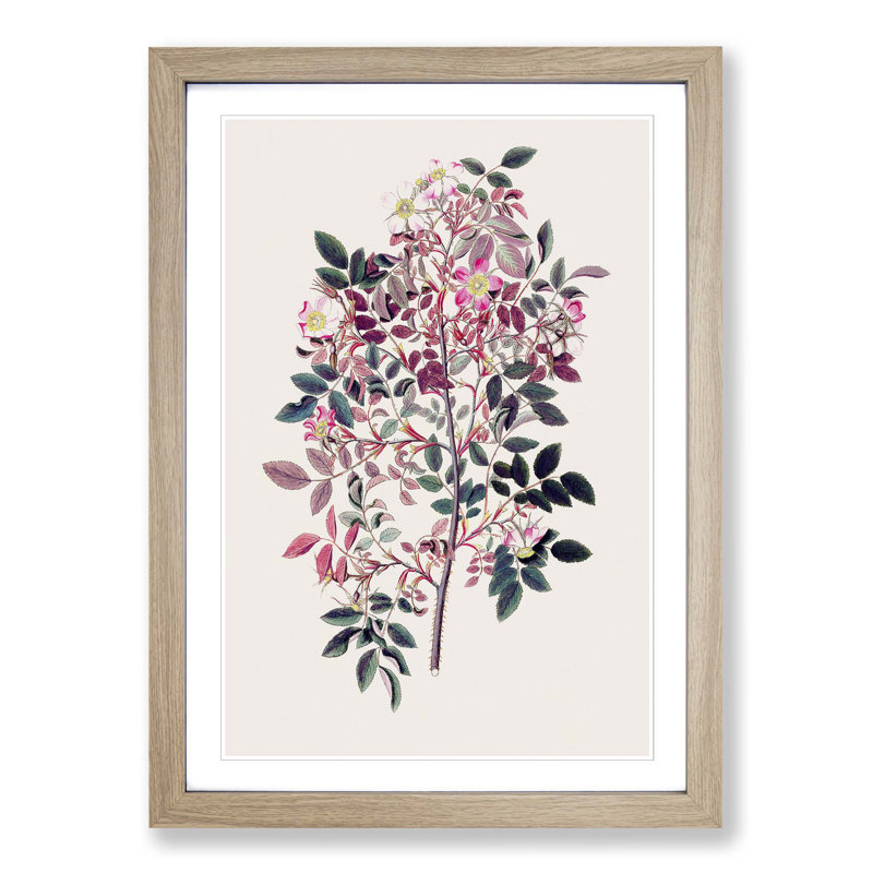 Redleaf Rose Flowers Illustration - Picture Frame Painting Print, 48cm H x 36cm W x 2cm D, Oak Framed