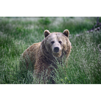 Grizzly Bear - Wrapped Canvas Print