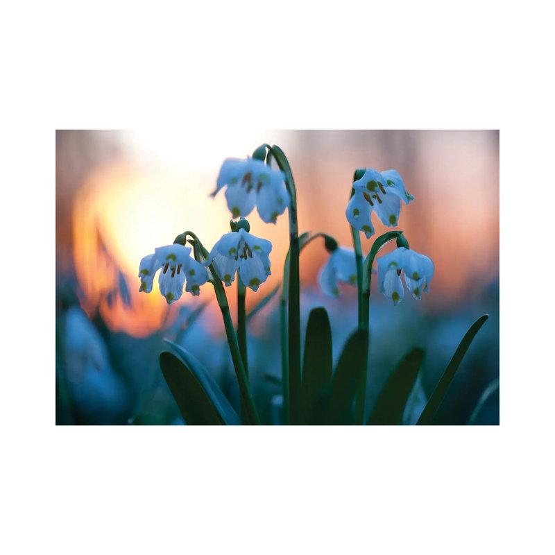 Spring Snowflake by Mateusz Piesiak - Wrapped Canvas Print, 20.32 cm H x 30.48 cm W