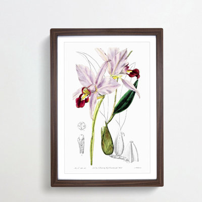 Pale Purple Cattleya Orchids - Framed Print