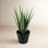 Plant in Pot