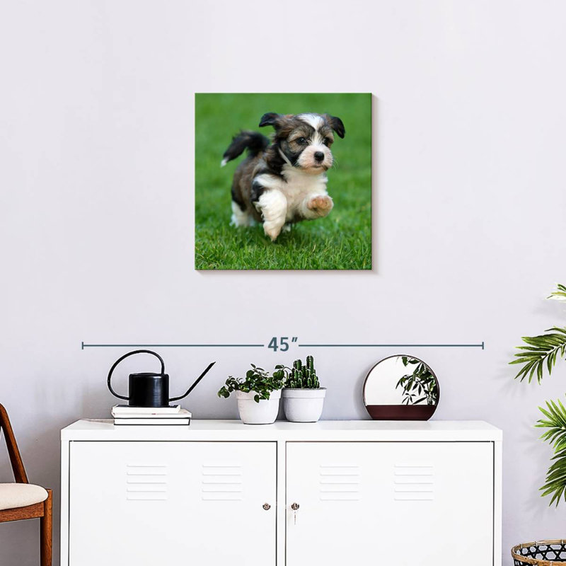 Crowle Havanese Puppy, H 20 po x l 20 po