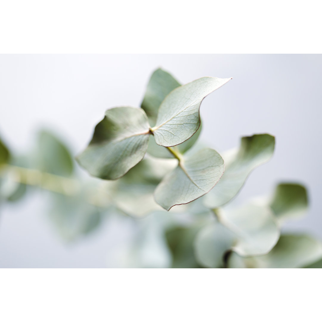 Eucalyptus Leaves