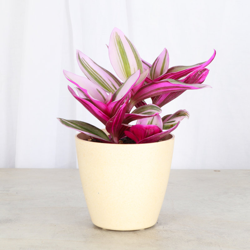 Live Tradescantia Nanouk Plant, Natural