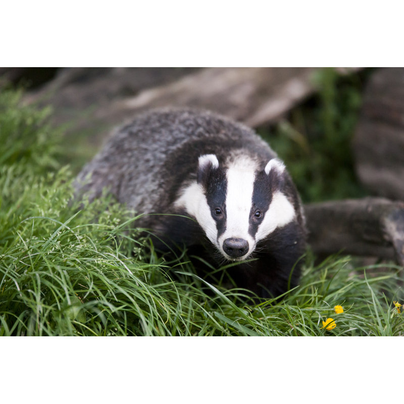 " Badger ", 8" H x 12" W  