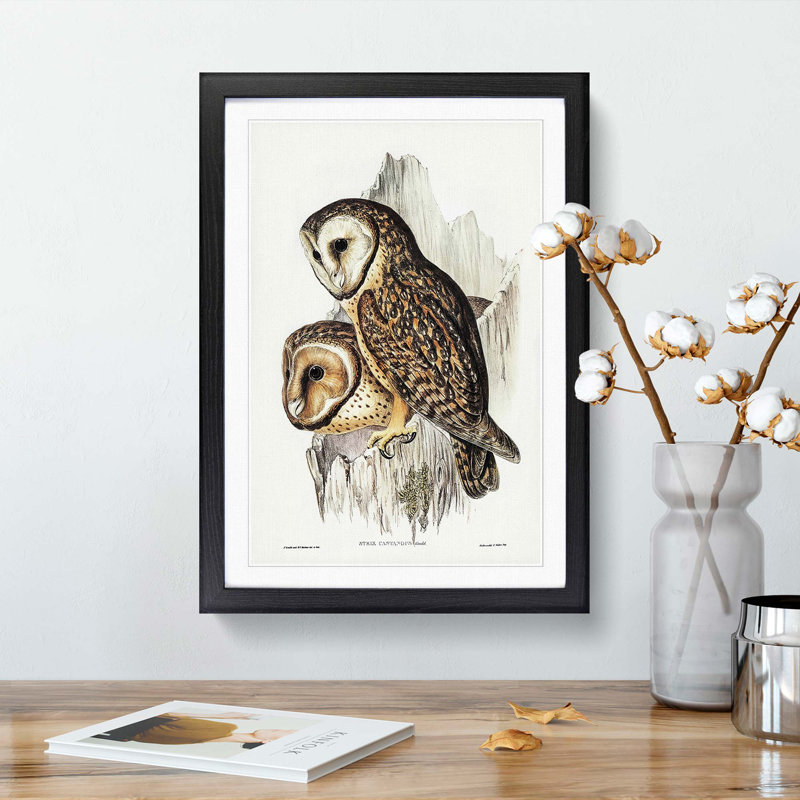 Chestnut-faced Owls by Elizabeth Gould - Picture Frame Painting Print, 36cm H x 27cm W x 2cm D, Black Framed