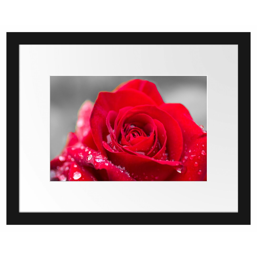 Gerahmtes Poster Rose mit Wassertropfen