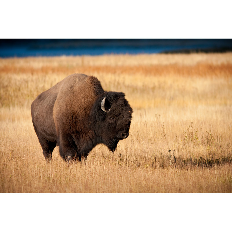 A Wild Bison Standing Alone in a Large Field 1 Piece Wrapped Canvas Wall Art, 60.96cm H x 91.44cm W