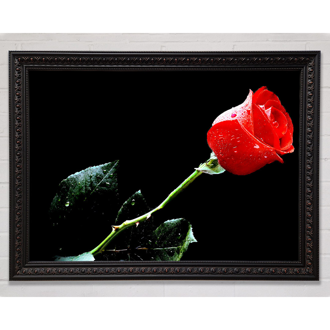 Love Of A Single Red Rose - Einzelne Bilderrahmen Kunstdrucke