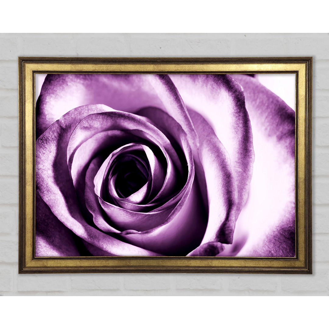 Purple Rose Delight - Druck