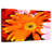 Dewy Orange Daisy-1575432139