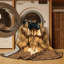  Tapis lavable tibétain mastiff-1394510619