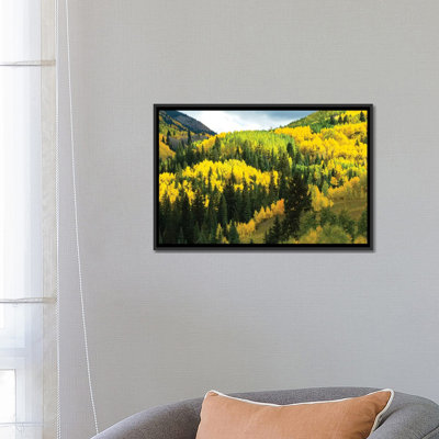" Aspen Trees In A Forest, Maroon Bells, Maroon Creek Valley, Aspen, Pitkin County, Colorado, USA IV " by Panoramic Images