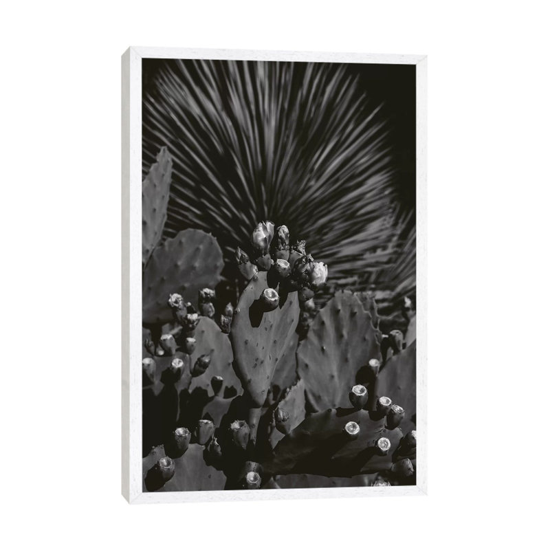 Monochrome Cactus by Bethany Young - Print on Canvas, White Framed, 101.6cm H x 66.04cm W x 3.81cm D