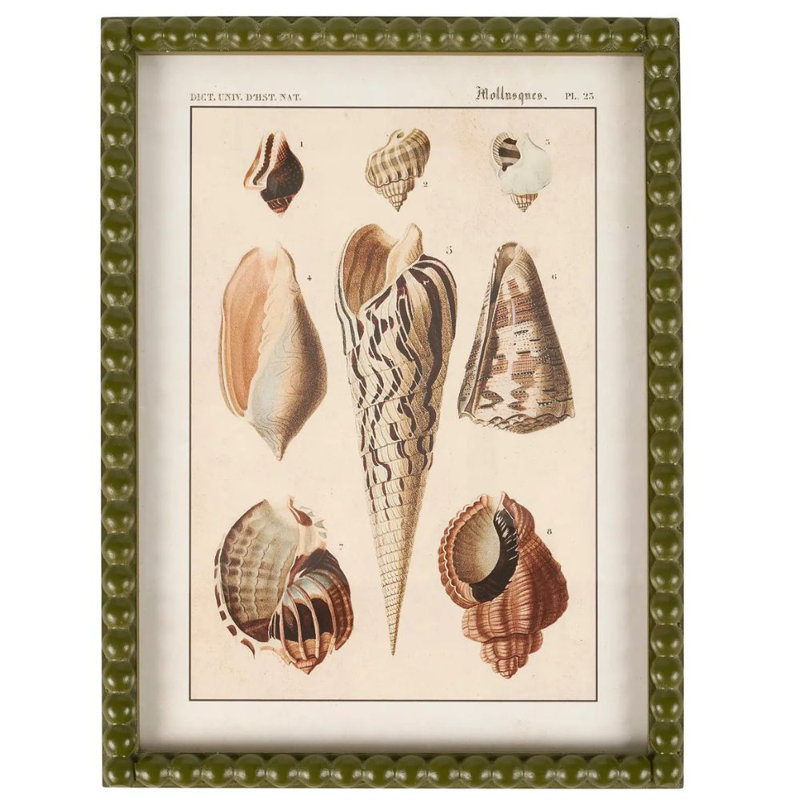 Conch Study Framed Wall Art