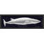 Rorqual Du Nord Painting